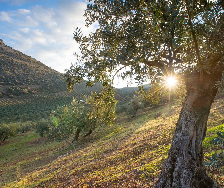 Oltre la qualità: la sostenibilità olearia